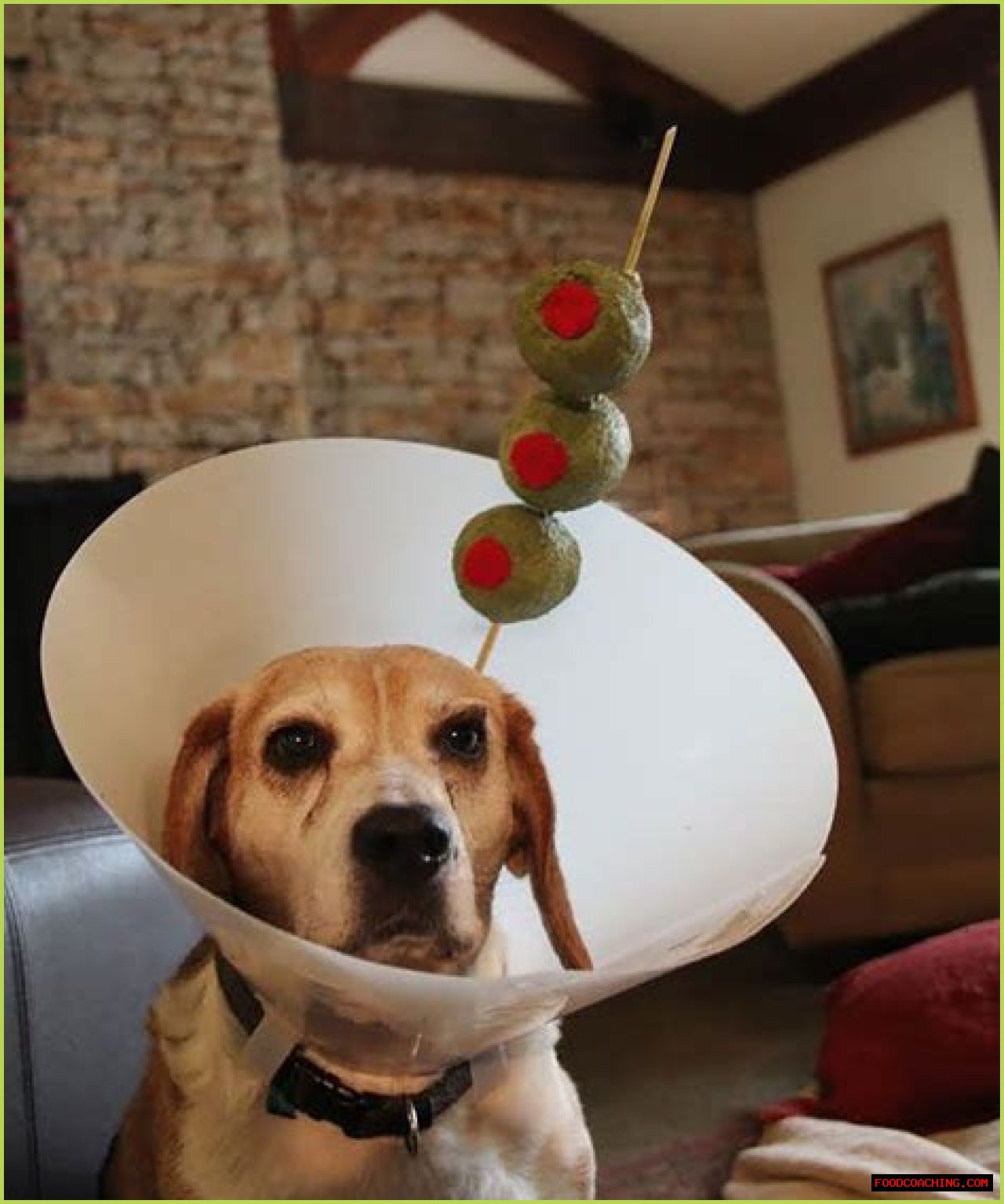 Adorable Adventures In A Dog Costume With Cone